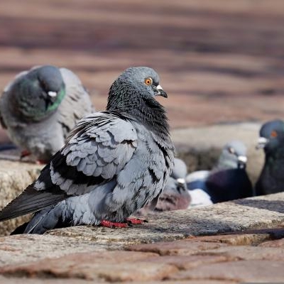 pigeons-gd96204f2b_1920.jpg